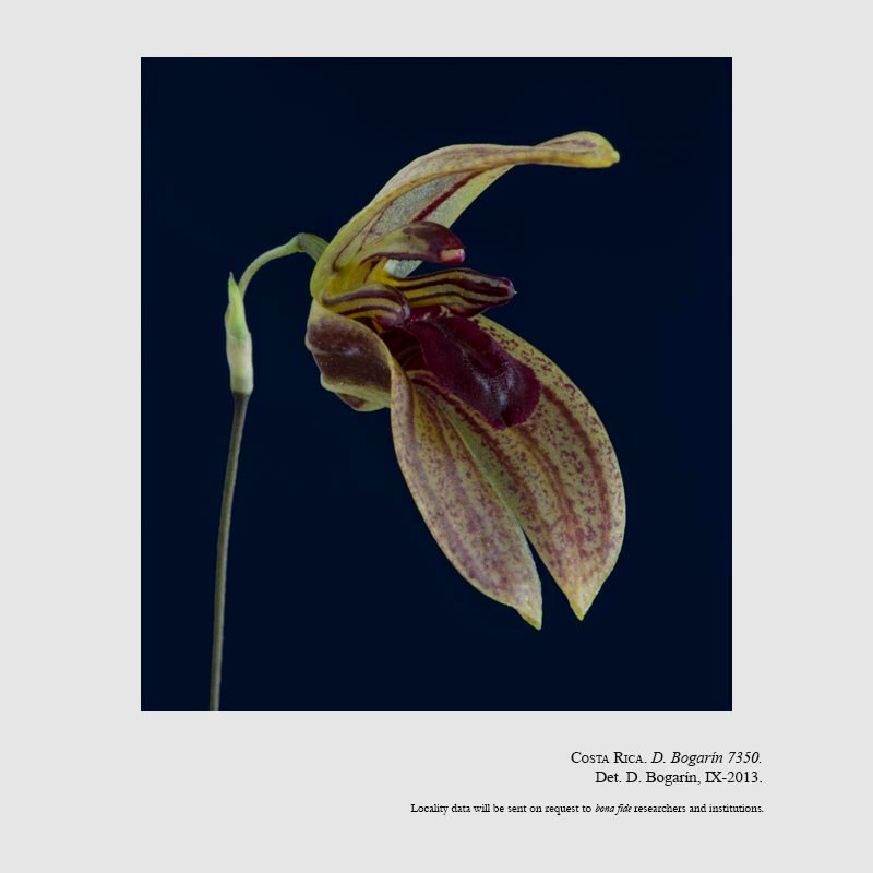 Specklinia vierlingii